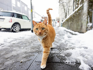 A cat living in downtown Reykjavik