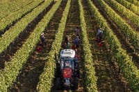 Wine fileds of Brunello