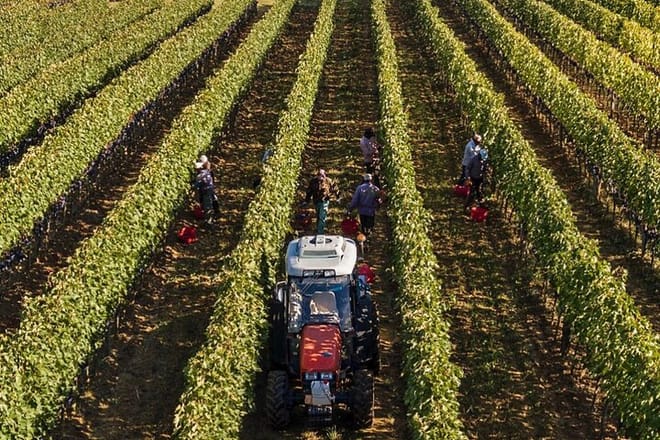 Wine fileds of Brunello