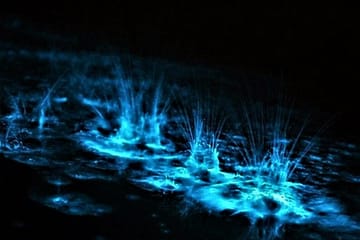 Night Tour of Rose Hall Mansion and Luminous Lagoon in Jamaica