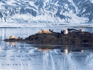 Snæfellsnes en español con almuerzo incluido en una granja en minibus, photo 14