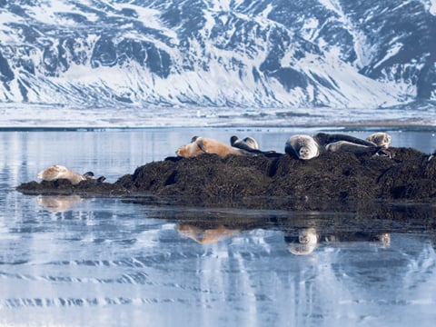 Snæfellsnes en español con almuerzo incluido en una granja en minibus, photo 14