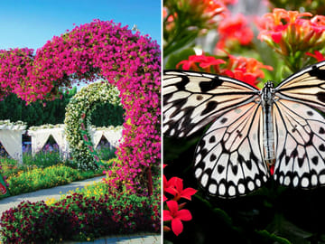 Explore Dubai Miracle Garden and Butterfly Garden Tour