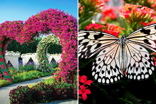 Dubai Miracle & Butterfly Garden Entrance Tickets