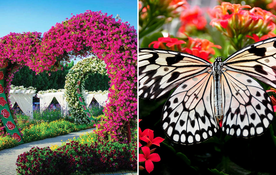 Explore Dubai Miracle Garden and Butterfly Garden Tour
