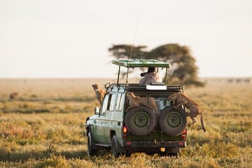 4 Days Masai Mara 4×4 Jeep Lodge Safari