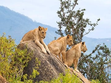 Best thing to do in Diani/Mombasa viator/tripadvisor 4 Days, 3 Nights - Best of Africa Safari, Both Tsavo & Amboseli with Expedition Happy Hour