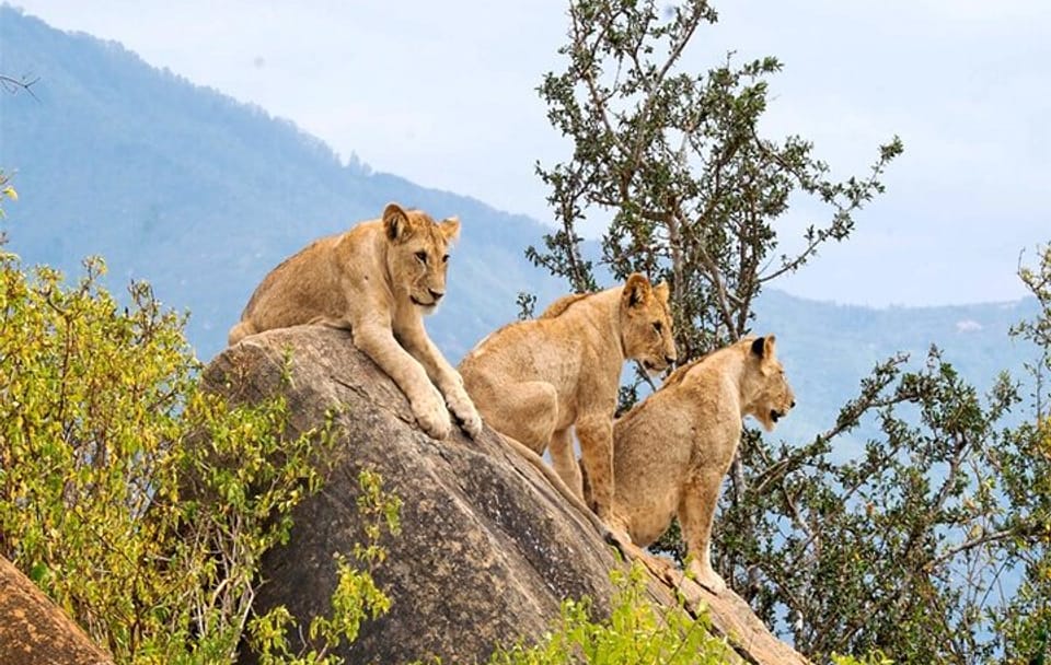 4 Days, 3 Nights – Best thing to do Tsavo East/West and Amboseli