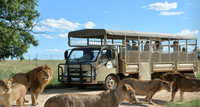 Cultura y Safari: Lesedi y Lion Park en un Solo Día - en Español 4