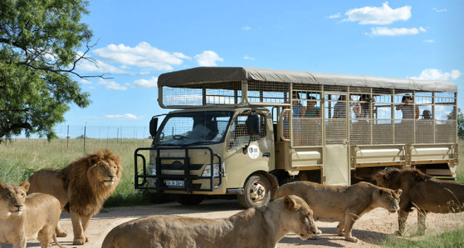Cultura y Safari: Lesedi y Lion Park en un Solo Día - en Español 4