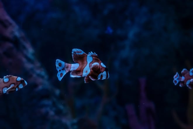 Istanbul: Aquarium Ticket with Shuttle Transfers photo 4