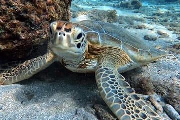 Full-Day Snorkeling Tour at Sharm El Naga from Hurghada