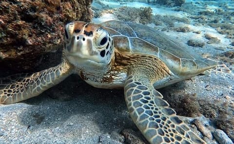 Full-Day Snorkeling Tour at Sharm El Naga from Hurghada