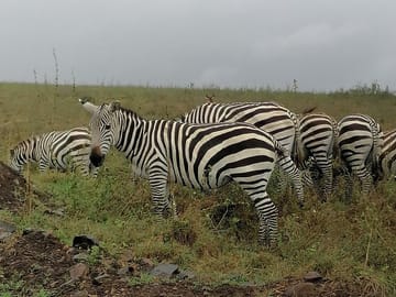 Zebras at lake nakuru.