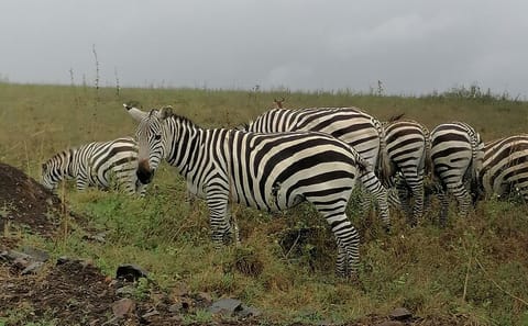 Lake Nakuru National Park Day Tour