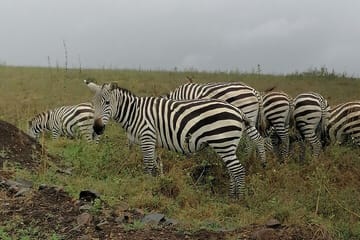 Lake Nakuru National Park Day Tour