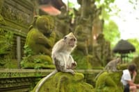 Best of Ubud Private All-Inclusive Day Tour 7