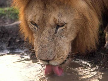 Tanzania 4 Days 3 Nights Budget camping safari to Serengeti and Ngorongoro