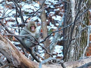 Jigokudani Monkey Park