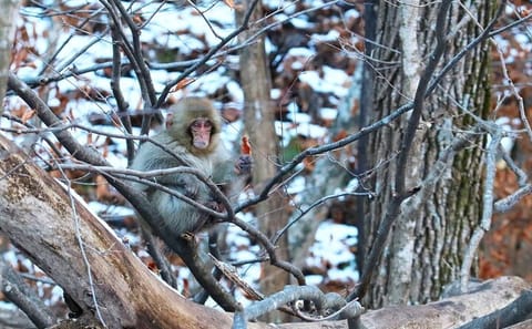 From Tokyo: Nagano Snow Monkey Park Private Tour