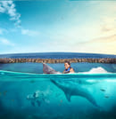 Dolphin Swim Adventure in Dolphin Cove Ocho Rios  1