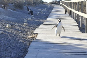 Punta Tombo Penguin Colony and Dolphin Watching Tour from Puerto Madryn