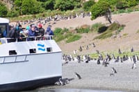 Ushuaia: Beagle Channel Navigation to the Penguin Colony 7