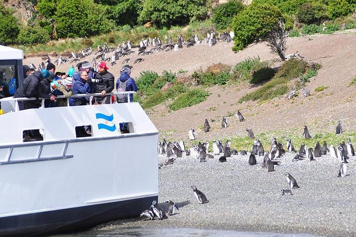 Ushuaia: Beagle Channel Navigation to the Penguin Colony 7