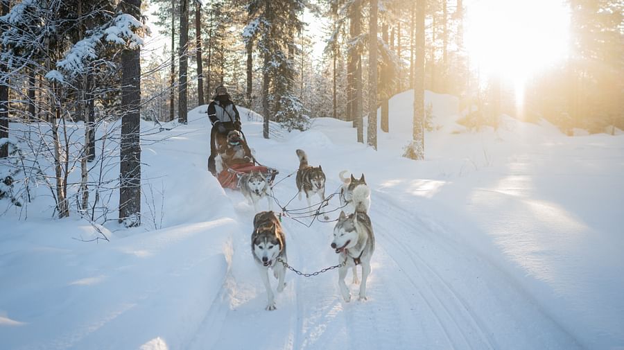 Husky ride, Husky safari, Pure Lapland, Siberian Husky, Rovaniemi Lapland