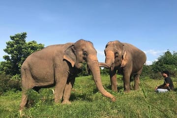 Pattaya’s Ethical Choice: Elephant Sanctuary Visit