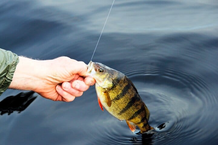 Full-Day Fishing Experience with Barbecue in Santos – Pick-up in São Paulo 6