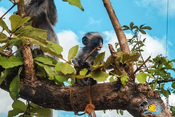 Jozani Forest Tour and Lunch at Rock Restaurant in Zanzibar