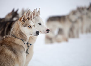 Snowy Trails Husky Safari (5 Km)