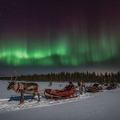 En busca de las Auroras Boreales – Paseo en trineo de renos bajo el cielo ártico