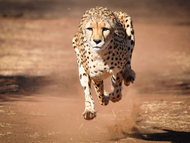 Day tour to Tsavo East National park from Mombasa with pickup photo 4