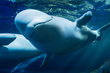 Explore Zhuhai Chimelong Ocean Kingdom Theme Park Experience