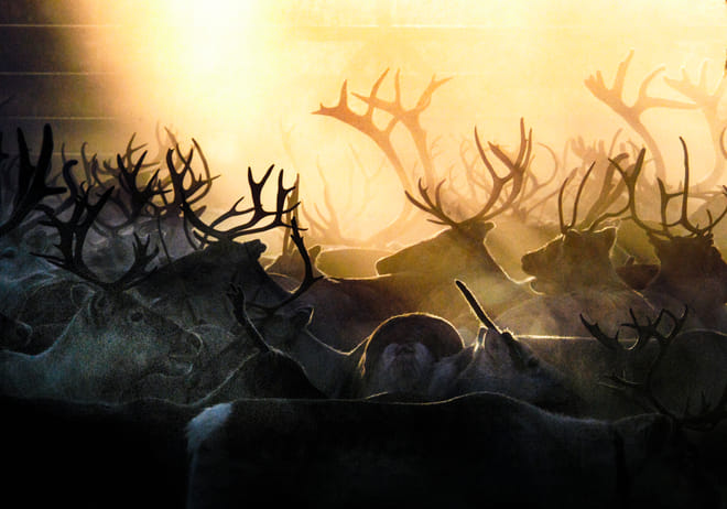 Arctic Reindeer Hike Experience  5