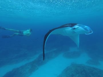 Full-Day Snorkeling Tour in Nusa Penida from Denpasar