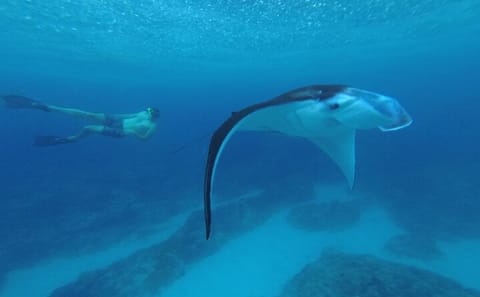 Full-Day Snorkeling Tour in Nusa Penida from Denpasar