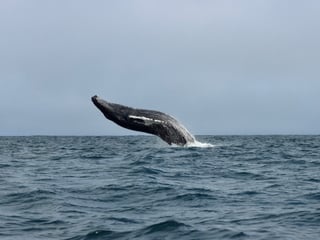 Classic Whale Watching from Dalvík, photo 11