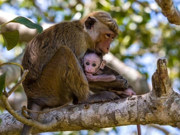 Private Full Day Safari in Wilpattu National Park from Wattala