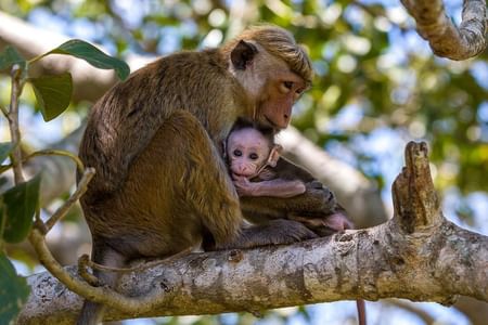 Private Jeep Safari Adventure in Wilpattu National Park from Negombo