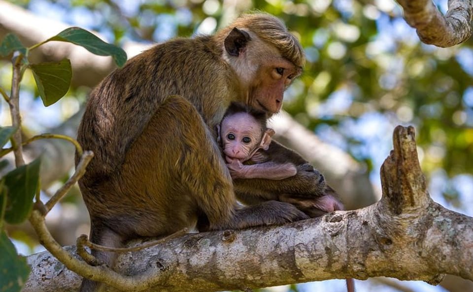 Private Full Day Safari in Wilpattu National Park from Wattala