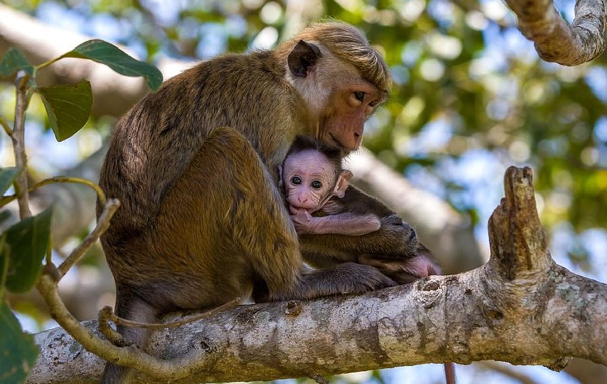 Wilpattu National Park Private Full Day Safari From Negombo