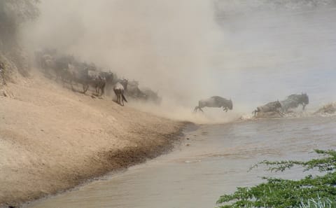 Private 3-Day Safari Experience in Maasai Mara National Reserve