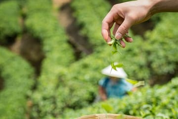 Hangzhou Longjing Tea Culture and Picking Experience Tour
