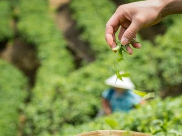 Authentic Hangzhou Longjing Tea Culture Experience Tour
