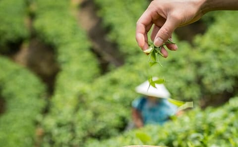 Hangzhou Longjing Tea Culture and Picking Experience Tour