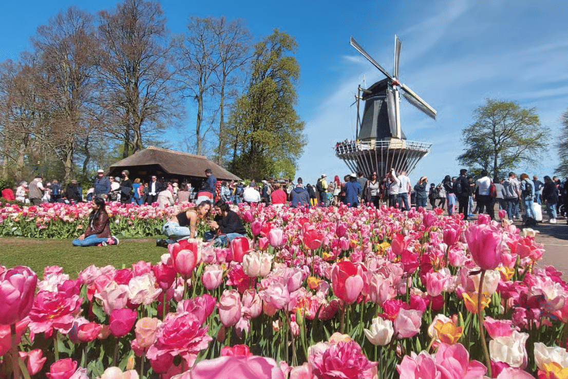 A traditional Dutch windmill rises above pink and colorful tulip beds at Keukenhof Gardens, with visitors walking nearby under a clear blue 