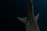 Whale Shark Adventure Day Trip from Zanzibar to Mafia Island 3